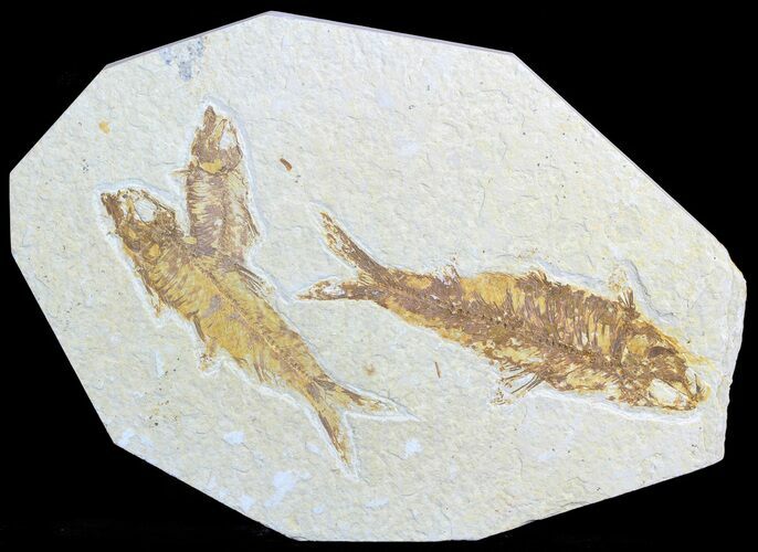 Multiple Knightia Fossil Fish Plate - Wyoming #50588